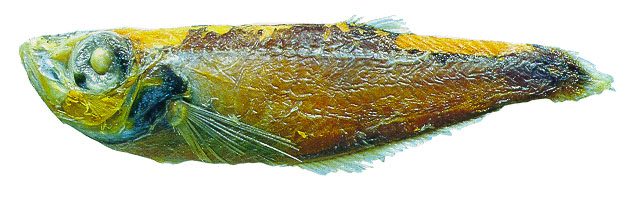 银深海鲱(Bathyclupea argentea)