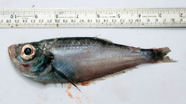霍氏深海鲱(Bathyclupea hoskynii)