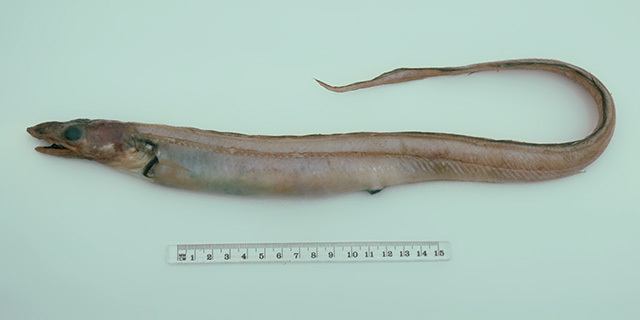 齿口深海康吉鳗(Bathycongrus odontostomus)