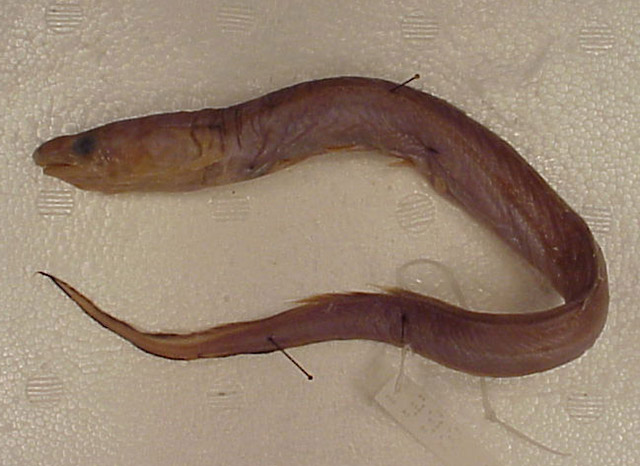 瓦氏深海康吉鳗(Bathycongrus wallacei)