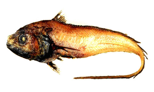 加氏底尾鳕(Bathygadus garretti)
