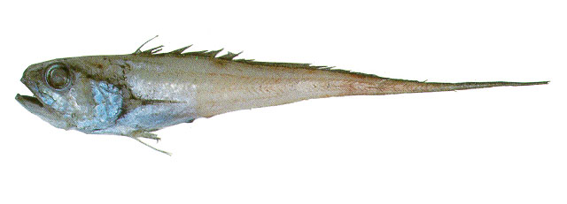 黑鳃底尾鳕(Bathygadus melanobranchus)
