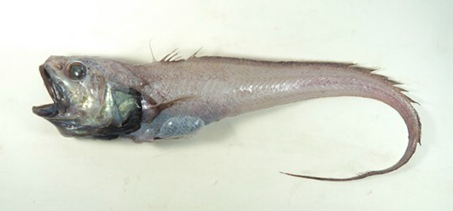 日本底尾鳕(Bathygadus nipponicus)