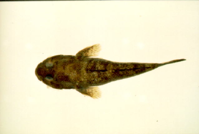 阔头深虾虎(Bathygobius cotticeps)