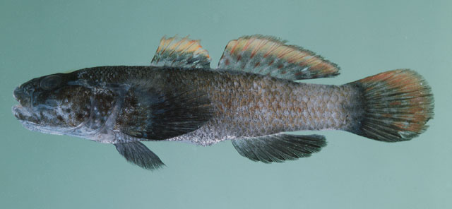 圆鳍深虾虎(Bathygobius cyclopterus)