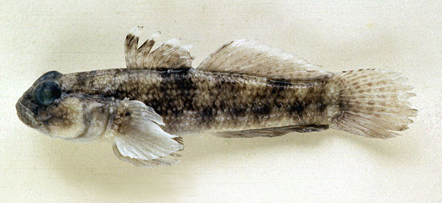 褐深虾虎(Bathygobius fuscus)