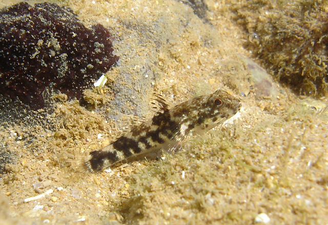 褶鳍深虾虎(Bathygobius soporator)