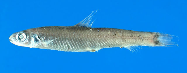 格雷渊珍鱼(Bathylagichthys greyae)