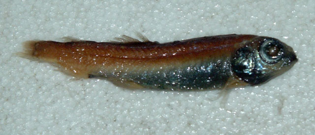 黑似深海鲑(Bathylagoides nigrigenys)