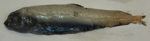 冰岛宽深海鲑(Bathylagus euryops)