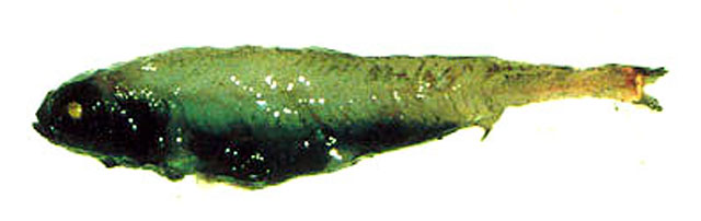 太平洋深海鲑(细体海珍鱼)(Bathylagus pacificus)