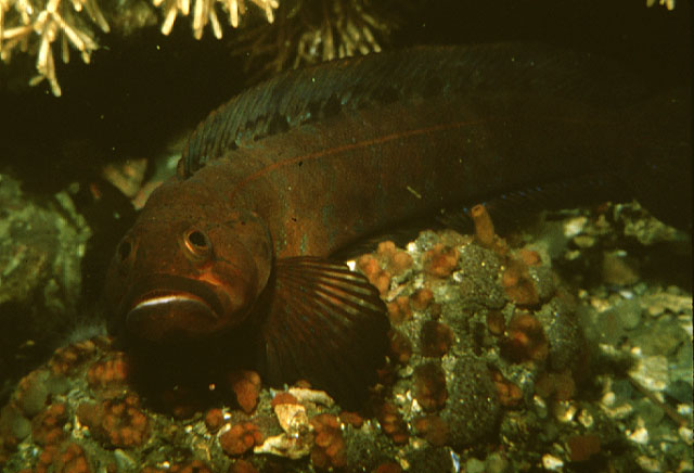 阿拉斯加深海鳚(Bathymaster caeruleofasciatus)