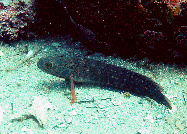 鳃斑深海鳚(Bathymaster derjugini)