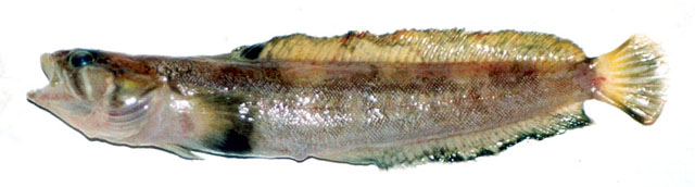光鳞深海鳚(Bathymaster leurolepis)