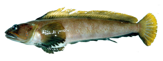 斑鳍深海鳚(Bathymaster signatus)