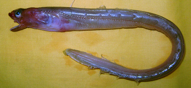 猬吻渊油鳗(Bathymyrus echinorhynchus)