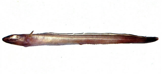 锉吻渊油鳗(锉吻海康吉鳗)(Bathymyrus simus)