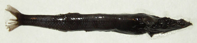 深海锯平头鱼(Bathyprion danae)