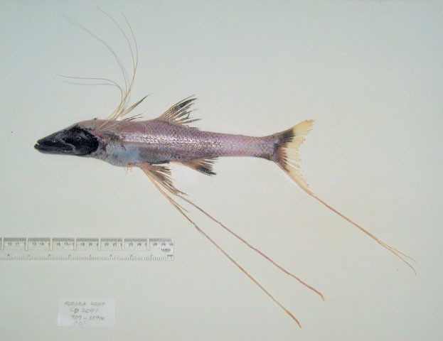 贡氏深海狗母鱼(Bathypterois guentheri)