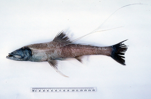 长丝深海狗母鱼(Bathypterois longifilis)