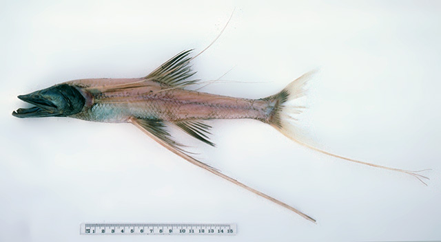 长头深海狗母鱼(Bathypterois longipes)