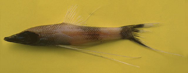 绿深海狗母鱼(Bathypterois viridensis)
