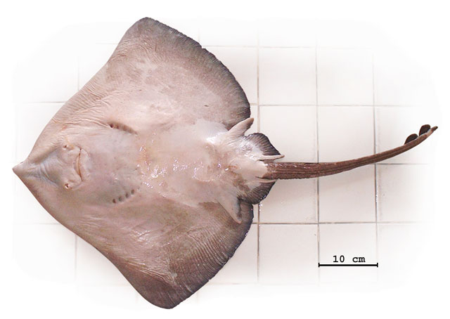 白斑深海鳐(Bathyraja albomaculata)