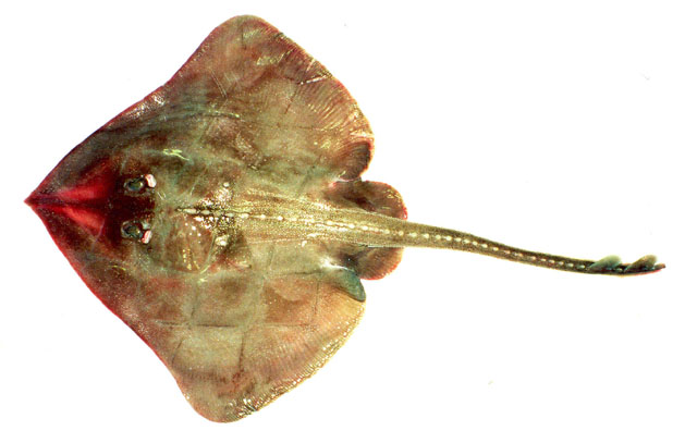 腹斑深海鳐(Bathyraja aleutica)
