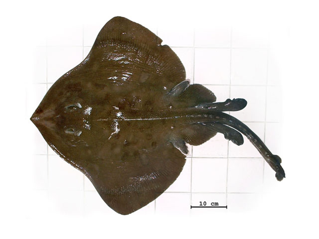短尾深海鳐(Bathyraja brachyurops)