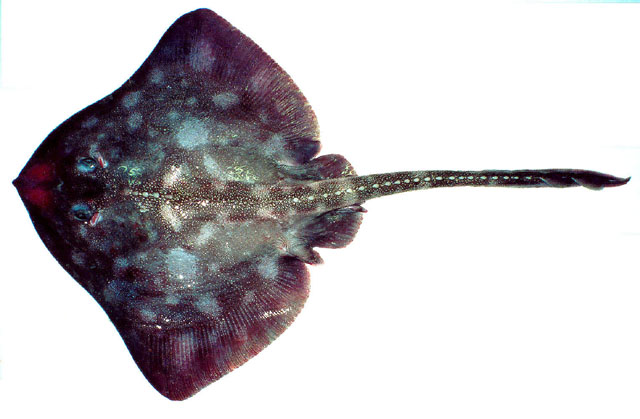斑深海鳐(Bathyraja maculata)