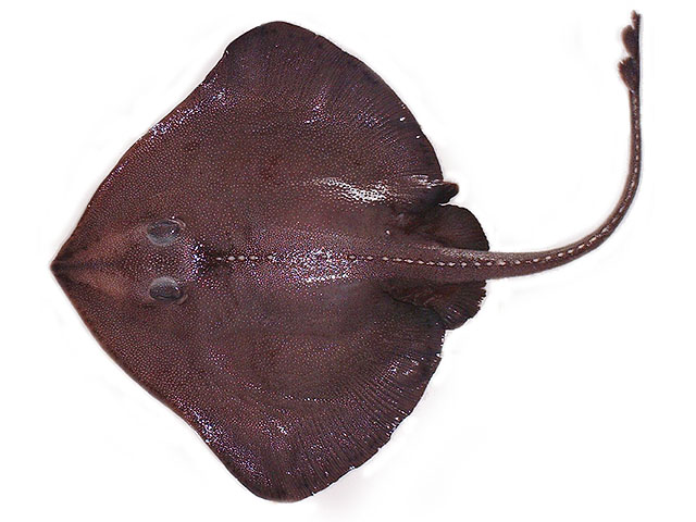 多棘深海鳐(Bathyraja multispinis)