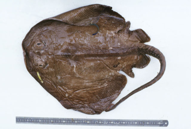 大眼深海鳐(Bathyraja notoroensis)