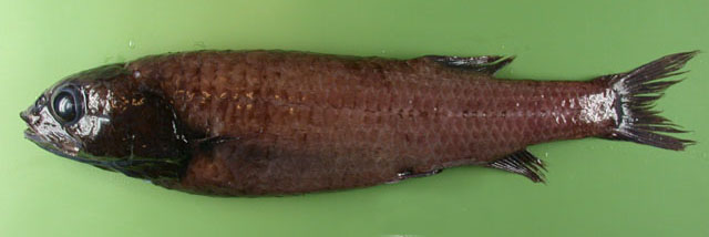小唇渊眼鱼(Bathytroctes macrolepis)