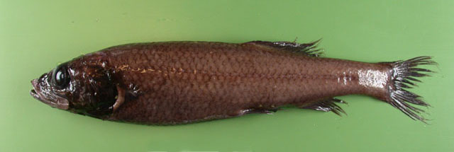 葡萄牙渊眼鱼(Bathytroctes michaelsarsi)