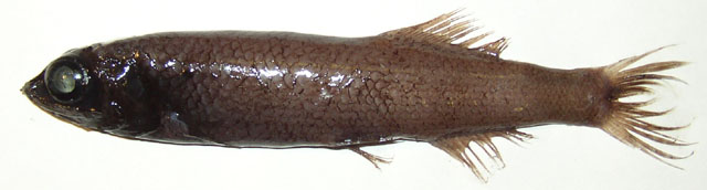 小鳞渊眼鱼(Bathytroctes microlepis)