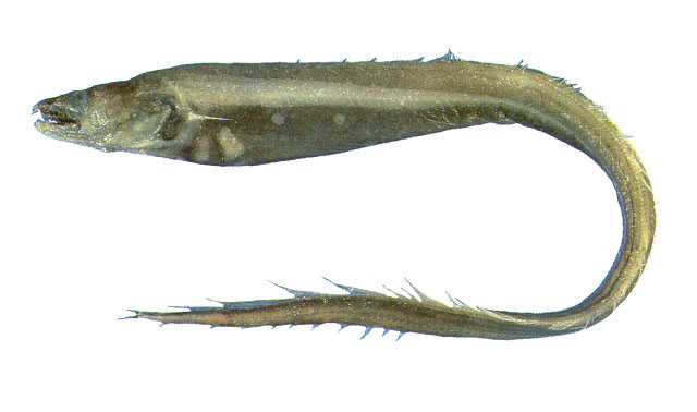 深海尾鳗(Bathyuroconger vicinus)