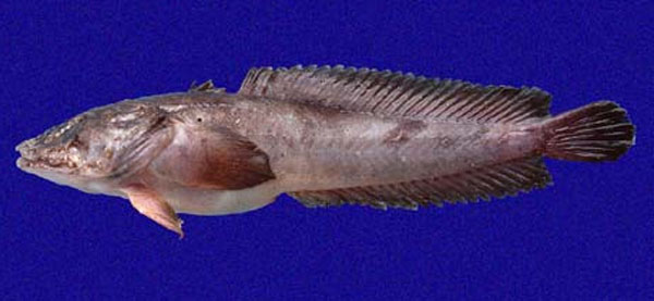 布氏蟾鱼(Batrachoides boulengeri)