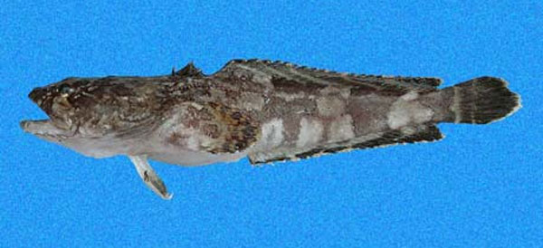 太平洋蟾鱼(Batrachoides pacifici)