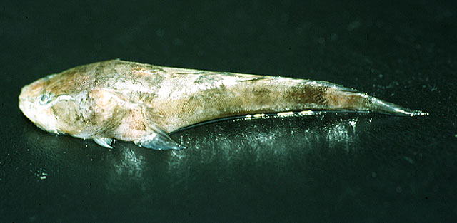 苏里南蟾鱼(Batrachoides surinamensis)