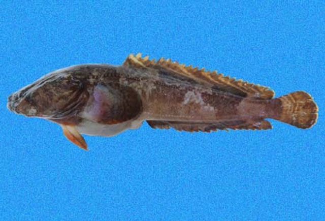 沃尔特氏蟾鱼(Batrachoides waltersi)