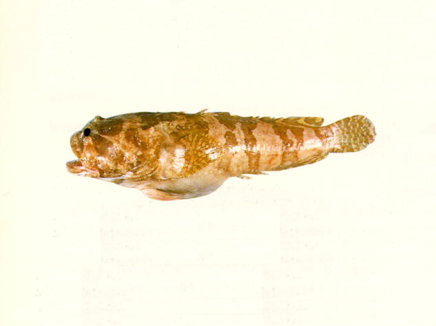 西方拟蟾鱼(Batrachomoeus occidentalis)