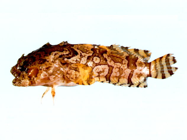 三刺拟蟾鱼(Batrachomoeus trispinosus)