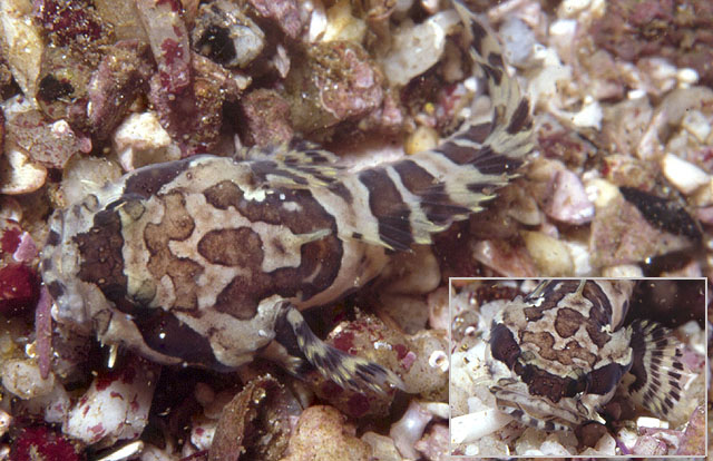 蛇首裸蟾鱼(Batrichthys apiatus)