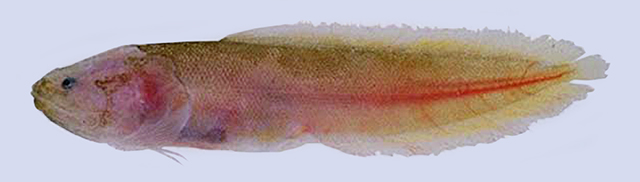 印尼比格深蛇鳚(Beaglichthys bleekeri)