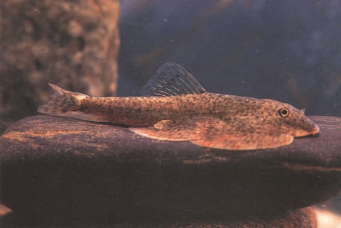 贵州爬岩鳅(Beaufortia kweichowensis)