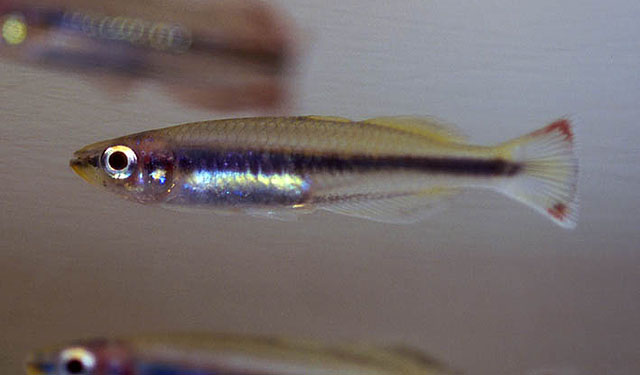 马达加斯皮杜银汉鱼(Bedotia madagascariensis)