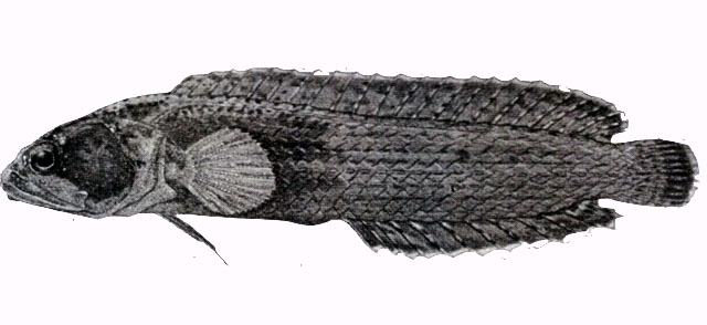 菲律宾针鳍鮗(Beliops batanensis)
