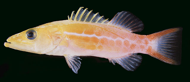 派尔鱵鲈(Belonoperca pylei)