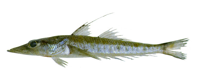 鸭嘴鲬状鱼(Bembrops anatirostris)