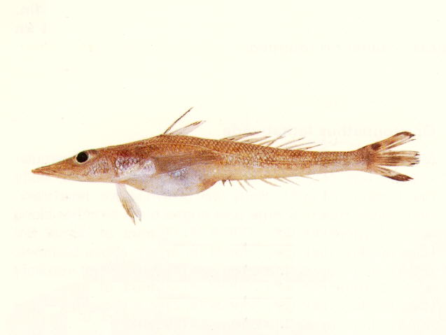 丝棘鲬状鱼(Bembrops filiferus)